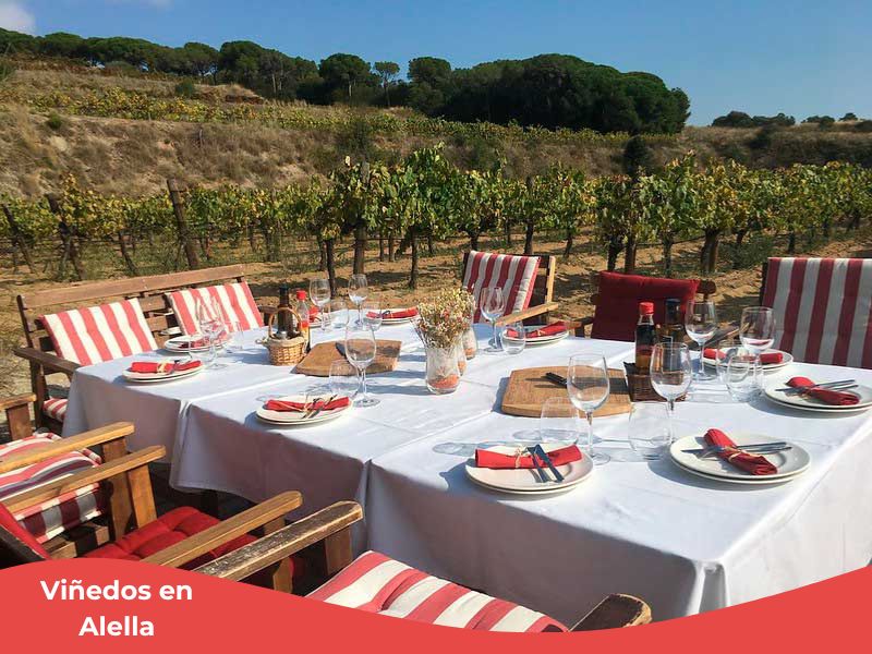 Qué ver y hacer en la Costa del Maresme 3 Viñedos en Alella