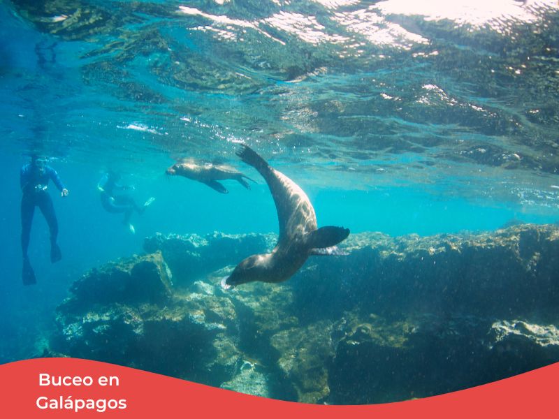 Los mejores viajes de buceo en los 5 continentes + España 9 Bucear en Galápagos