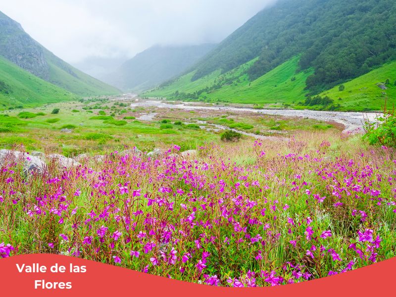 Vacaciones baratas en Agosto 5 valle de las flores