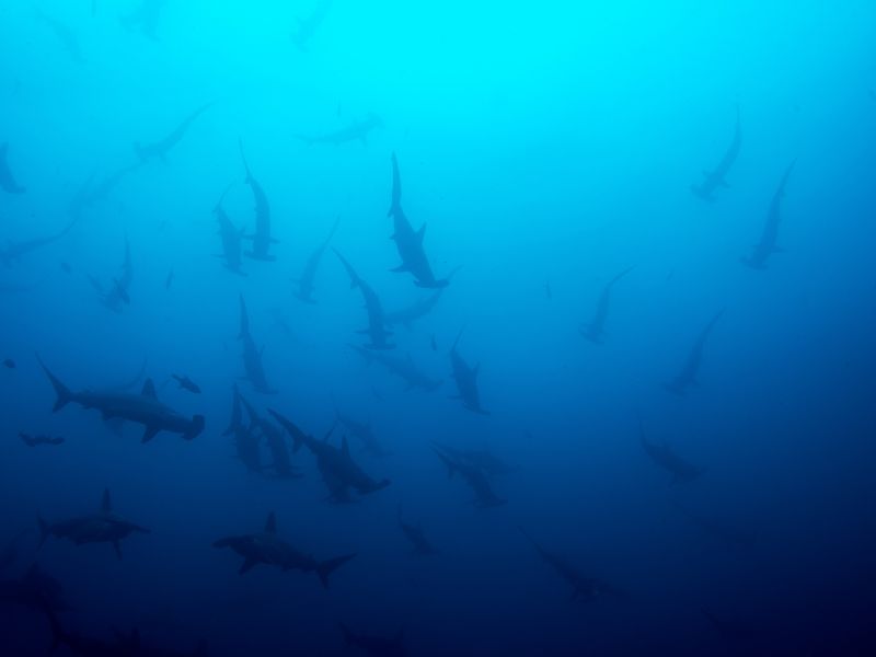 Mejores sitios para bucear en el mundo 14 Isla Cocos buceo