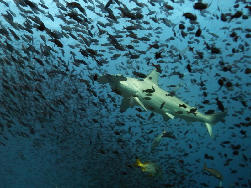 Mejores sitios para bucear en el mundo 3 Islas Galápagos