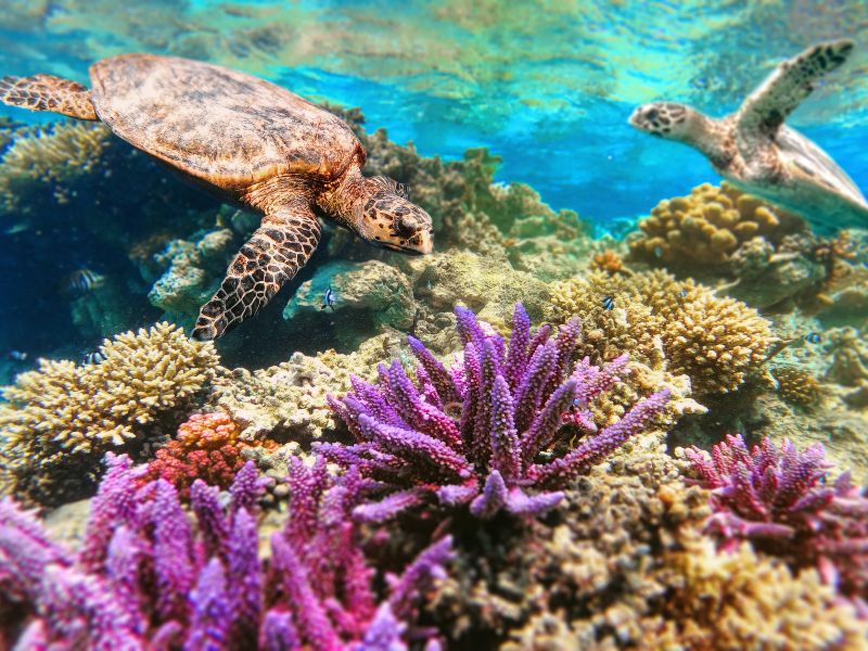 Mejores sitios para bucear en el mundo 2 Gran Barrera de Coral en Australia