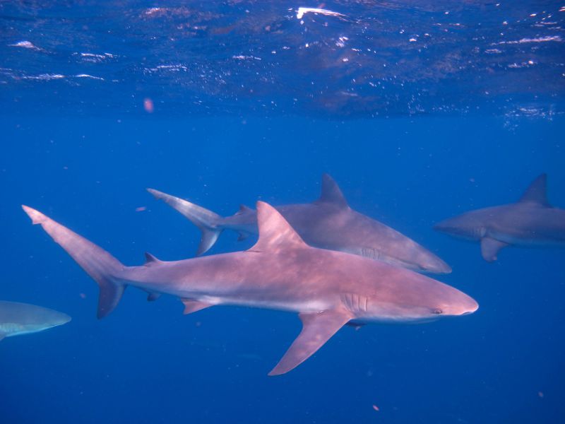 Mejores sitios para bucear en el mundo 11 Jardines de la Reina buceo