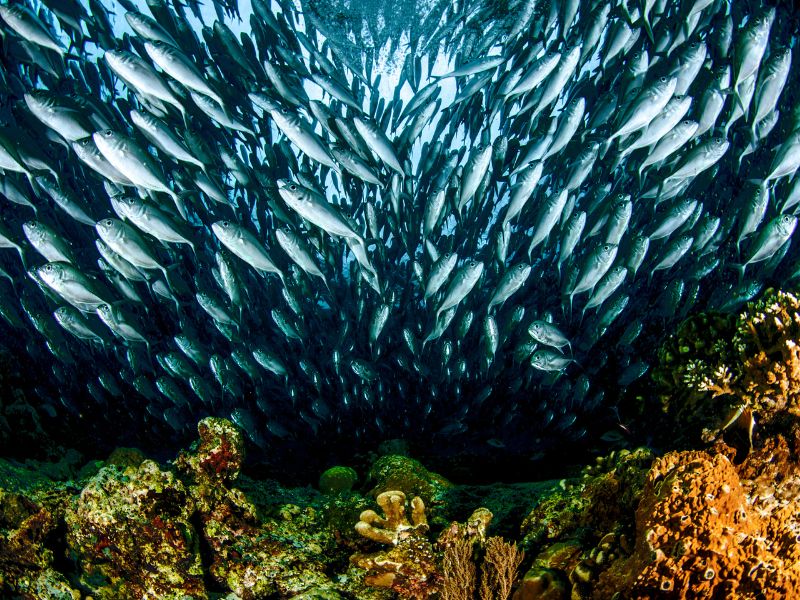 Mejores sitios para bucear en el mundo 8 Buceo en Sipadan